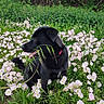 dog, black_dog, flower, pink_flower, grass, greenery, nature, outdoor, pet, animal, collar, tongue_out, sitting, plants, summer, daylight, field, cute, happy, canine