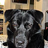 Thor a rejoint le concours — aidez-le/la à gagner de superbes lots ! dog, black_dog, pet, bed, indoor, furniture, television, shelf, stuffed_animal, wall_decor, cozy, canine, lying_down, animal, mammal, domestic_animal, room, household, resting, fur