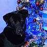 Thor participe au concours pour gagner de l'argent avec cette photo : dog, black_dog, christmas_tree, holiday, decorations, ornaments, blue_lights, tinsel, indoors, floor_tiles, festive, pet, animal, tree_stand, home, seasonal, cute, looking, celebration, christmas