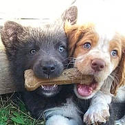 Layka Et Layko a rejoint le concours — aidez-le/la à gagner de superbes lots ! puppy, dog, bone, grass, playful, outdoor, animal, cute, pet, friendship, toy, closeup, fur, young, snout, eyes, mouth, paw, nature, companions