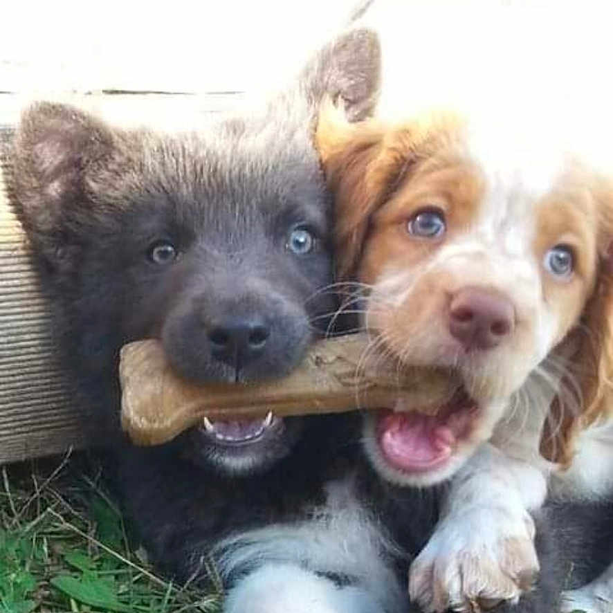 Layka Et Layko a rejoint le concours — aidez-le/la à gagner de superbes lots ! animal, bone, closeup, companions, cute, dog, eyes, friendship, fur, grass, mouth, nature, outdoor, paw, pet, playful, puppy, snout, toy, young