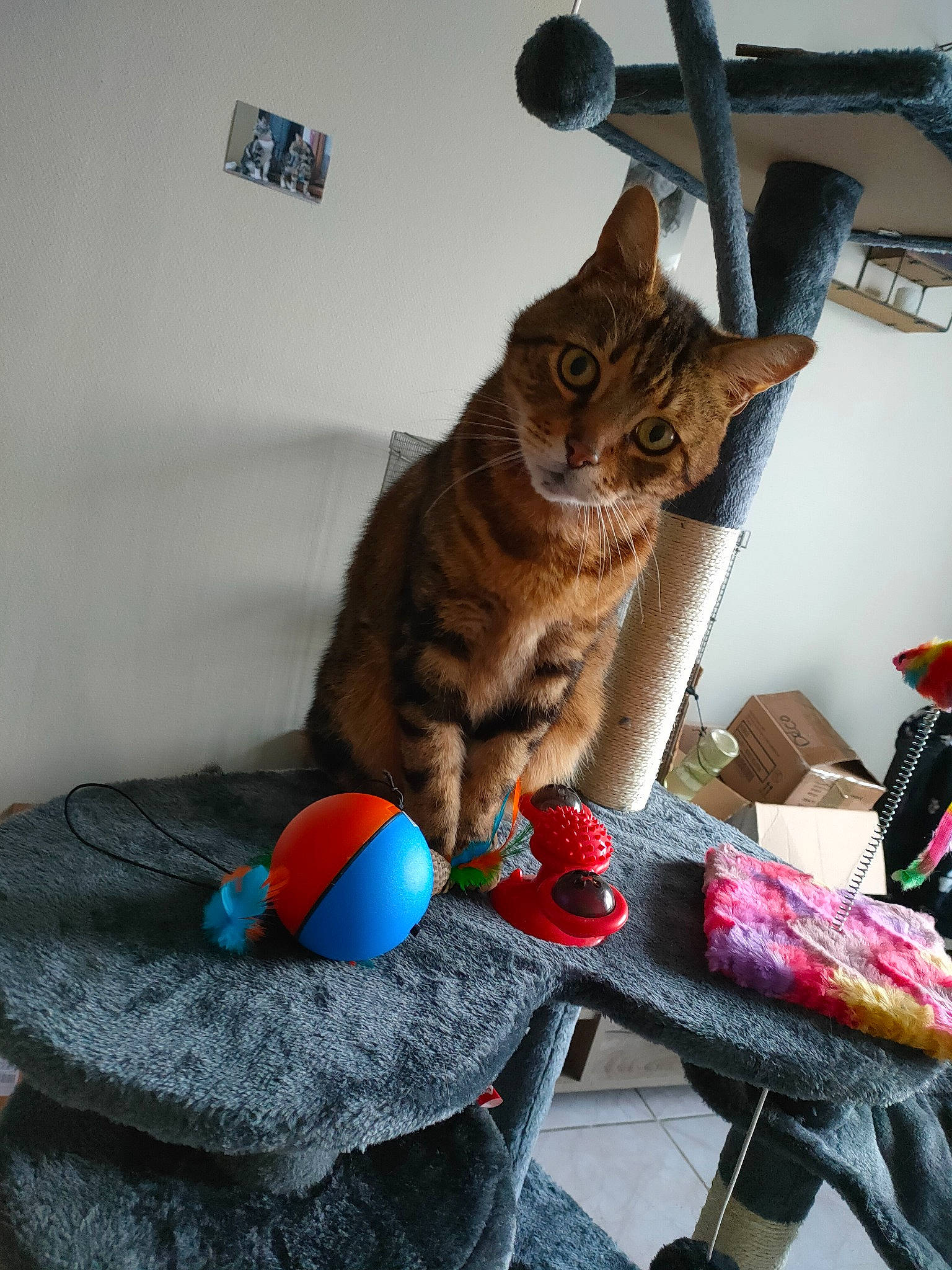 Garfield participe au concours pour gagner de l'argent avec cette photo : bag, carnivore, cat, comfort, domestic_short_haired_cat, felidae, fur, knitting, linens, luggage_and_bags, paw, room, small_to_medium_sized_cats, stuffed_toy, tail, textile, thread, toy, whiskers, wool