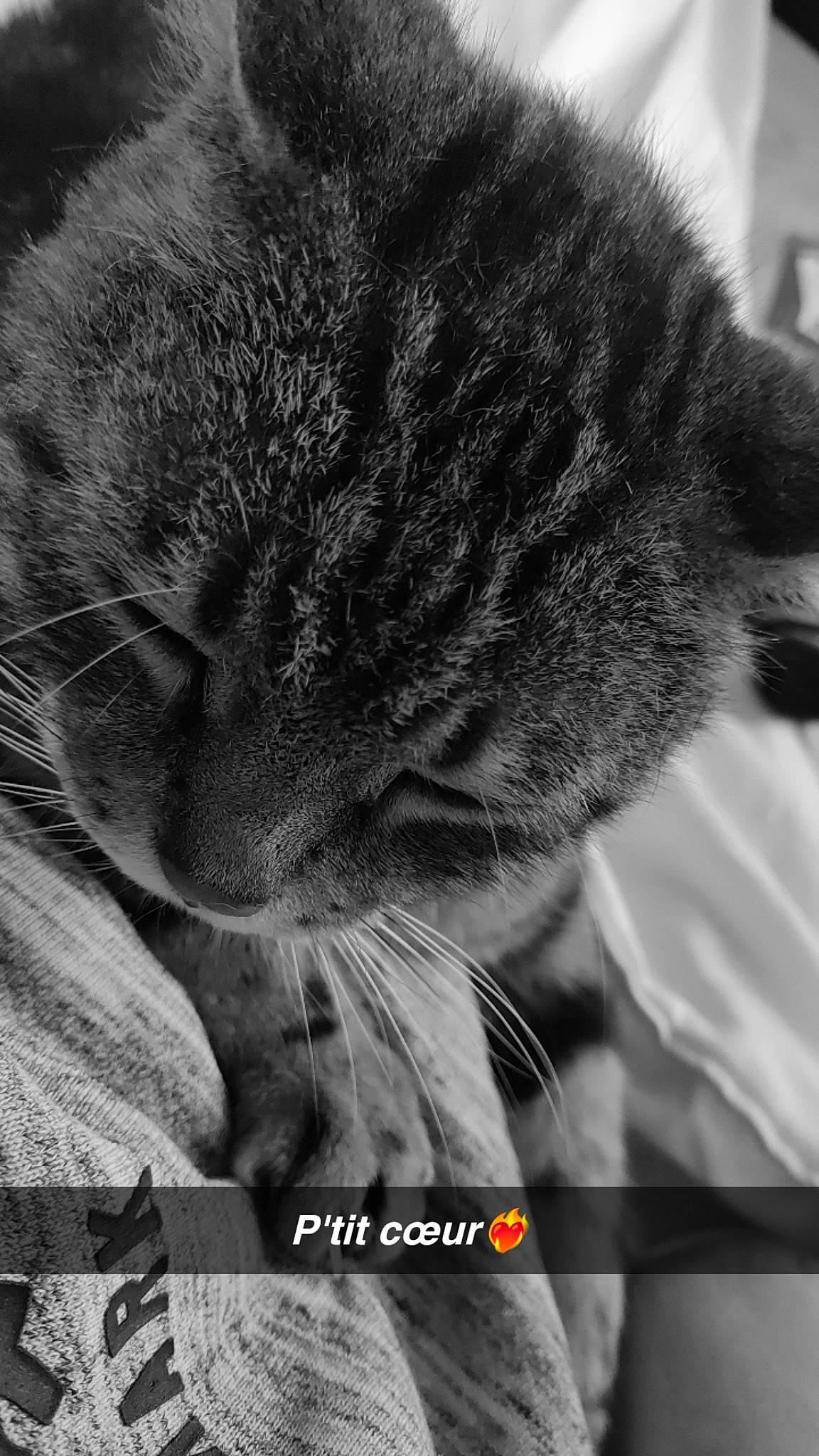 Garfield a rejoint le concours — aidez-le/la à gagner de superbes lots ! black_and_white, carnivore, cat, claw, close_up, domestic_short_haired_cat, felidae, fur, grey, monochrome, monochrome_photography, organism, paw, photo_caption, small_to_medium_sized_cats, snout, style, tail, terrestrial_animal, whiskers