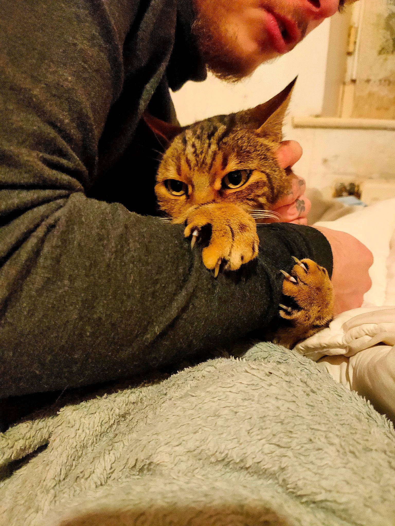 Garfield participe au concours pour gagner de l'argent avec cette photo : bed, bedding, canidae, carnivore, cat, claw, comfort, domestic_short_haired_cat, fawn, felidae, fur, hat, human_leg, lap, linens, picture_frame, sitting, small_to_medium_sized_cats, whiskers, wildlife