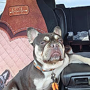 Lil Man joined the competition — help win amazing prizes! animal, armrest, black_and_white, car_interior, collar, cute, dog, expression, french_bulldog, indoor, leash, paw, pet, portrait, relaxed, resting, seat, seat_cover, vehicle, window