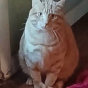 Jett is registered to the contest to win money with this photo: cat, tabby, indoor, floor, wall, pet, animal, feline, curious, sitting, orange, striped, whiskers, ears, paws, fur, home, pink_fabric, wooden_floor, domestic