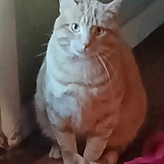 Jett