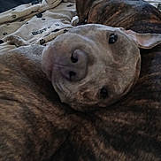 Yogi joined the competition — help win amazing prizes! dog, bed, blanket, brindle, animal, pet, indoor, resting, closeup, snout, ear, paw_print, text, cozy, furniture, relaxed, sleepy, domestic_animal, companion, laying