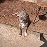 Yogi joined the competition — help win amazing prizes! dog, brindle, happy, outdoor, sunlight, dirt, sidewalk, rusty, birdbath, shadow, smiling, pet, canine, leash, playful, garden, backyard, animal, tongue_out, resting