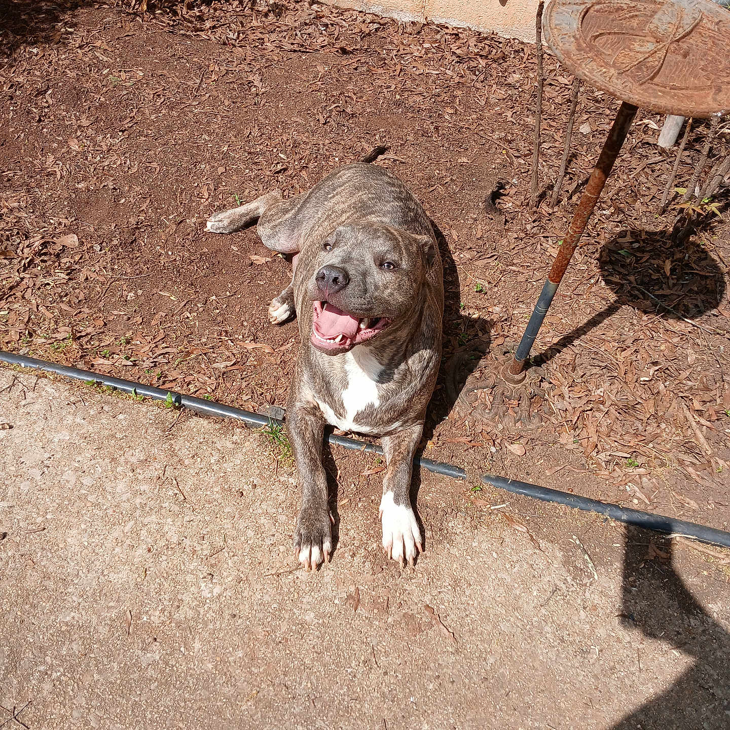Yogi joined the competition — help win amazing prizes! dog, brindle, happy, outdoor, sunlight, dirt, sidewalk, rusty, birdbath, shadow, smiling, pet, canine, leash, playful, garden, backyard, animal, tongue_out, resting