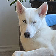 Akira is registered to the contest to win money with this photo: animal, blue_eyes, canine, carpet, couch, dog, domestic_animal, ears, fur, furniture, green_leaves, home, indoor, pet, plant, portrait, relaxed, resting, snout, white_dog