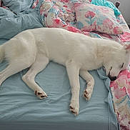 Akira joined the competition — help win amazing prizes! animal, bed, blanket, carpet, comfort, cozy, curtains, dog, fur, home, indoor, nap, pet, pillow, quiet, relaxation, resting, sleeping, white_dog, window