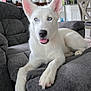 Akira joined the competition — help win amazing prizes! animal, blue_eyes, canine, close_up, comfortable, couch, dog, domestic_animal, ears_up, fur, furniture, house, indoor, living_room, paw, pet, portrait, relaxing, tongue_out, white_dog