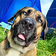 Thor participe au concours pour gagner de l'argent avec cette photo : dog, pet, animal, portrait, close_up, funny, goofy, tongue, crossed_eyes, floppy_ears, tan_fur, black_muzzle, sitting, outdoor, grass, umbrellas, blue, leash, nature, playful