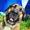 dog, pet, animal, portrait, close_up, funny, goofy, tongue, crossed_eyes, floppy_ears, tan_fur, black_muzzle, sitting, outdoor, grass, umbrellas, blue, leash, nature, playful