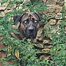 Thor a rejoint le concours — aidez-le/la à gagner de superbes lots ! dog, animal, pet, canine, face, eyes, snout, ears, fur, brown_fur, black_fur, curious, alert, peeking, hidden, plants, greenery, leaves, stone_wall, outdoor