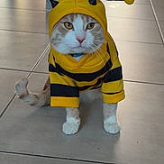 Luffy participe au concours pour gagner de l'argent avec cette photo : cat, costume, bee_costume, yellow, black_stripes, pet, indoor, floor, tile_floor, animal, cute, funny, sitting, face, whiskers, ears, tail, hood, antenna, domestic_cat