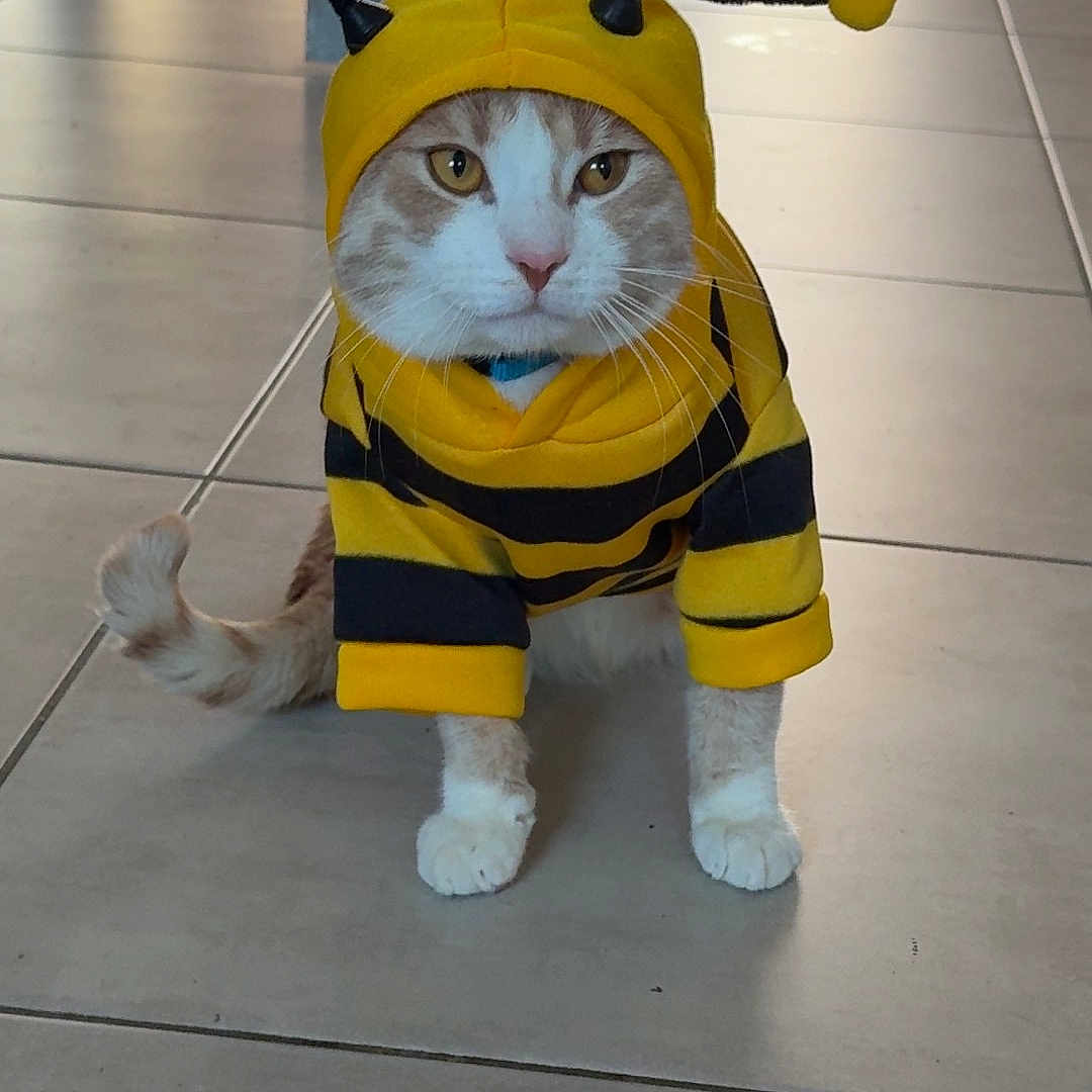 Luffy participe au concours pour gagner de l'argent avec cette photo : cat, costume, bee_costume, yellow, black_stripes, pet, indoor, floor, tile_floor, animal, cute, funny, sitting, face, whiskers, ears, tail, hood, antenna, domestic_cat