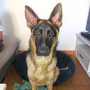 Vulcano a rejoint le concours — aidez-le/la à gagner de superbes lots ! dog, german_shepherd, pet_bed, toy, indoor, floor, tile_floor, living_room, ears, fur, animal, canine, alert, sitting, looking, domestic, household, attention, companion, portrait