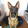 dog, german_shepherd, pet_bed, toy, indoor, floor, tile_floor, living_room, ears, fur, animal, canine, alert, sitting, looking, domestic, household, attention, companion, portrait