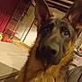 dog, german_shepherd, indoor, pet, animal, close_up, curious, brown, black, ears, face, fur, household, cabinet, table, room, floor, tile, light, shadow