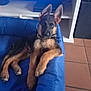 puppy, dog, german_shepherd, blue_bed, indoor, pet, animal, ears, floor, shelf, curious, resting, young, canine, fur, portrait, cute, domestic, tile_floor, furniture