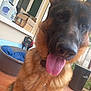 dog, german_shepherd, tongue_out, pet, indoor, floor, tile, dog_bed, cardboard_box, trash_bin, window, door, household, animal, close_up, canine, fur, collar, happy, pet_care