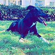 Oreo participe au concours pour gagner de l'argent avec cette photo : dog, black_dog, grass, outdoor, tongue_out, happy, pet, animal, sunlight, white_paws, nature, greenery, bushes, lying_down, canine, summer, daylight, domestic_animal, playful, resting