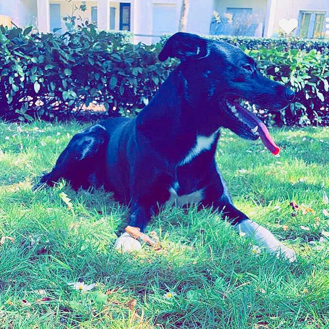 Oreo participe au concours pour gagner de l'argent avec cette photo : animal, black_dog, bushes, canine, daylight, dog, domestic_animal, grass, greenery, happy, lying_down, nature, outdoor, pet, playful, resting, summer, sunlight, tongue_out, white_paws