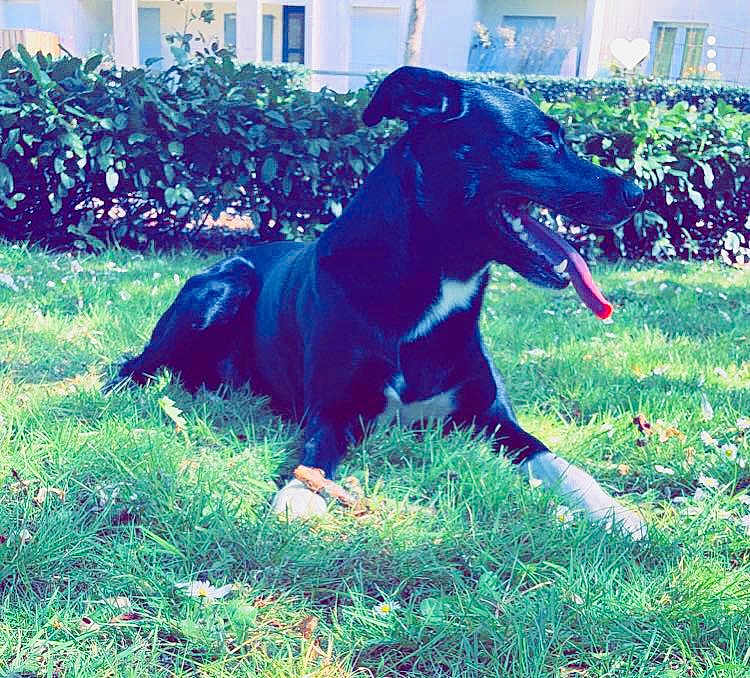Oreo participe au concours pour gagner de l'argent avec cette photo : dog, black_dog, grass, outdoor, tongue_out, happy, pet, animal, sunlight, white_paws, nature, greenery, bushes, lying_down, canine, summer, daylight, domestic_animal, playful, resting