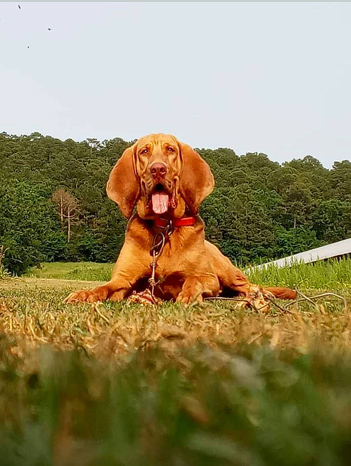 Bear is registered to the contest to win money with this photo: carnivore, companion_dog, dog, dog_breed, dog_collar, fawn, grass, grassland, gun_dog, landscape, liver, people_in_nature, plant, prairie, sky, snout, sporting_group, terrestrial_animal, tree, working_animal