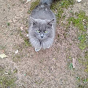 Beast joined the competition — help win amazing prizes! cat, curious, fluffy, fur, green_eyes, grey_cat, ground, leaf, moss, nature, outdoor, paws, pet, portrait, single_animal, soil, staring, tail, top_view, whiskers