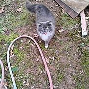 Beauty joined the competition — help win amazing prizes! backyard, cat, dirt, feline, fluffy_cat, garden_hose, grass, green_eyes, grey_cat, leaves, looking_up, moss, outdoor, pet, playful, plywood, standing, tongue_out, white_paw, wood_board