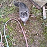backyard, cat, dirt, feline, fluffy_cat, garden_hose, grass, green_eyes, grey_cat, leaves, looking_up, moss, outdoor, pet, playful, plywood, standing, tongue_out, white_paw, wood_board