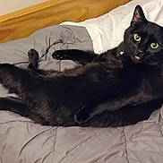 Bellboy joined the competition — help win amazing prizes! black_cat, cat, pet, animal, indoor, bed, comforter, feline, tongue_out, relaxed, curious_eyes, wooden_headboard, fur, whiskers, collar, sleeping_area, cozy, resting, domestic_cat, playful