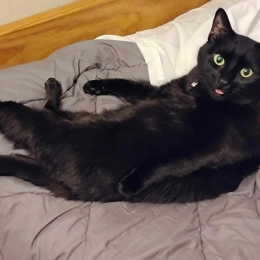 Bellboy joined the competition — help win amazing prizes! animal, bed, black_cat, cat, collar, comforter, cozy, curious_eyes, domestic_cat, feline, fur, indoor, pet, playful, relaxed, resting, sleeping_area, tongue_out, whiskers, wooden_headboard