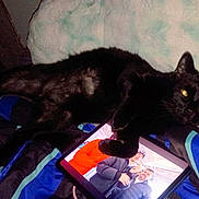 Bellboy joined the competition — help win amazing prizes! bed, black_cat, blanket, bored, cat, cozy, electronics, flash, fur, gadget, indoor, paw, people_on_screen, pet, pillow, screen, sleeping, tablet, whiskers, yellow_eyes