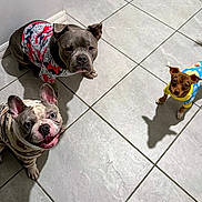 Bronco joined the competition — help win amazing prizes! dog, puppy, pet, indoor, tile_floor, clothing, costume, french_bulldog, staffordshire_bull_terrier, small_dog, looking_up, cute, adorable, animal, companion, domestic_animal, three_dogs, shadow, ears, floor