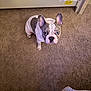 Bronco is registered to the contest to win money with this photo: dog, french_bulldog, carpet, indoor, pet, animal, blue_eyes, ears, looking_up, curious, white_and_gray, floor, bedspread, cute, small_dog, domestic, companion, alert, short_hair, house