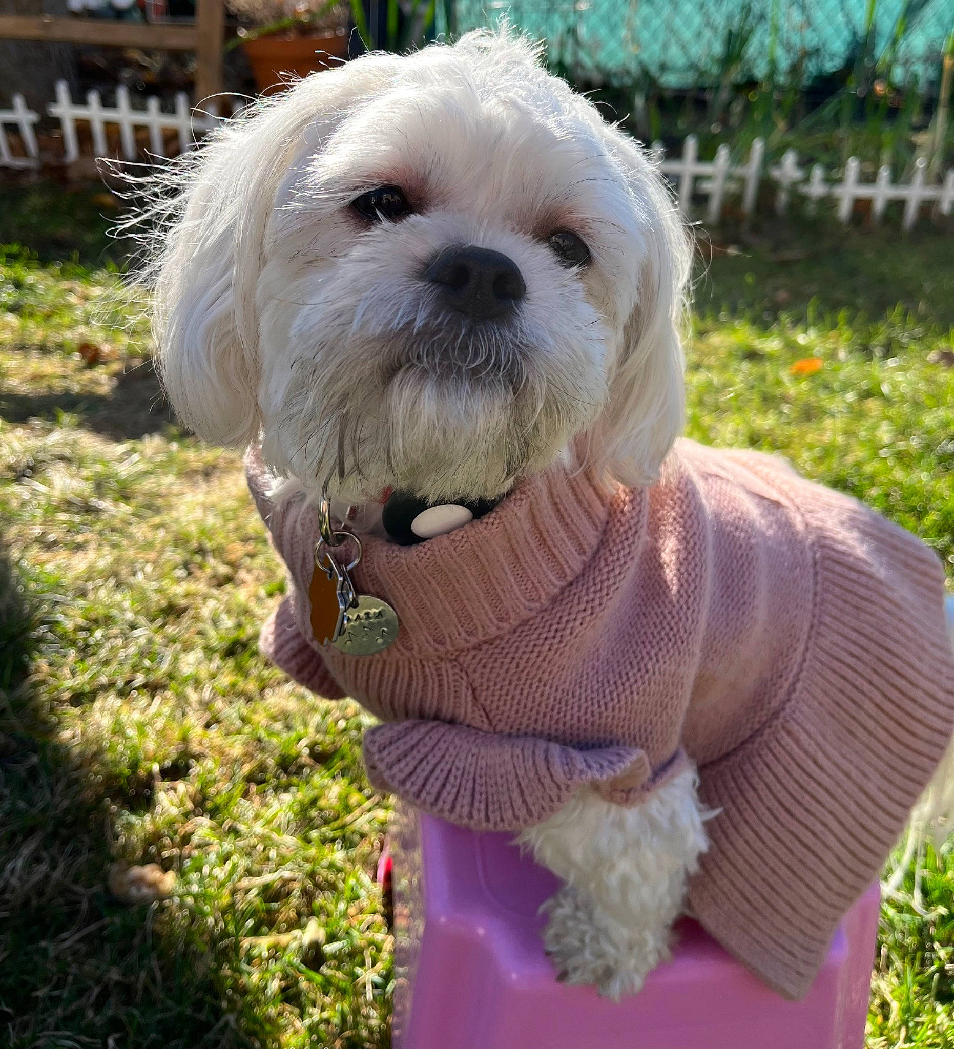 Maia Arsenis joined the competition — help win amazing prizes! canidae, carnivore, collar, companion_dog, dog, dog_breed, dog_collar, dog_supply, fur, grass, mal_shi, maltepoo, pet_supply, plant, small_terrier, snout, sporting_group, terrier, toy_dog, working_animal