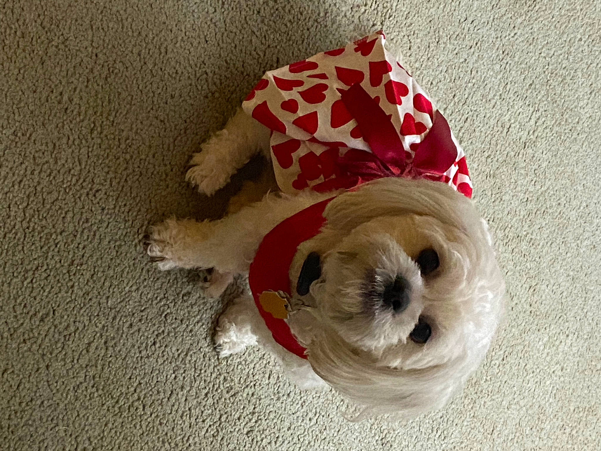 Maia Arsenis joined the competition — help win amazing prizes! canidae, carmine, carnivore, companion_dog, costume_hat, dog, dog_breed, dog_clothes, dog_supply, fashion_accessory, fawn, fur, hat, pet_supply, snout, sporting_group, stuffed_toy, toy, toy_dog, working_animal