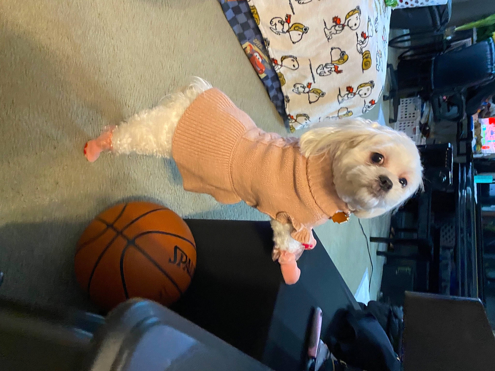 Maia Arsenis joined the competition — help win amazing prizes! ball, basketball, canidae, companion_dog, dog, dog_breed, dog_clothes, dog_supply, fawn, flooring, fun, fur, motor_vehicle, room, sporting_group, sports_equipment, sportswear, stuffed_toy, toy, toy_dog