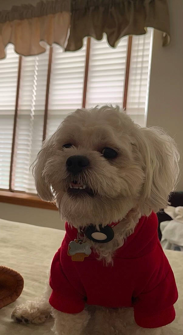 Maia Arsenis joined the competition — help win amazing prizes! canidae, carnivore, collar, companion_dog, curtain, dog, dog_breed, dog_clothes, dog_collar, dog_supply, fawn, fur, pet_supply, small_terrier, snout, sporting_group, terrier, toy_dog, window, working_animal