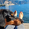 Socca participe au concours pour gagner de l'argent avec cette photo : animal, black_and_tan_dog, blue_sky, collar, dog, eye, feet, hound, jeans, lake, leash, legs, mountains, nose, outdoor, person, pet, red_nail_polish, snout, water