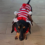 Socca participe au concours pour gagner de l'argent avec cette photo : animal, black_and_tan, christmas, costume, dachshund, dog, festive, indoor, long_body, pet, pom_poms, portrait, red_clothing, santa_costume, short_legs, small_dog, standing, striped_outfit, tail_wagging, tile_floor