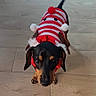 animal, black_and_tan, christmas, costume, dachshund, dog, festive, indoor, long_body, pet, pom_poms, portrait, red_clothing, santa_costume, short_legs, small_dog, standing, striped_outfit, tail_wagging, tile_floor
