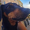 architecture, black_and_tan, blue_sky, building, canine, city, close_up, collar, dog, eye, funny_perspective, fur, leash, muzzle, nose, outdoor, pet, portrait, street, urban