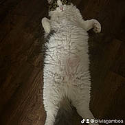 Zuz joined the competition — help win amazing prizes! cat, fluffy, lying_down, wooden_floor, pet, indoor, curious, white_fur, gray_fur, playful, animal, wide_eyes, relaxed, cute, domestic_cat, flooring, fur, whiskers, four_legs, tail