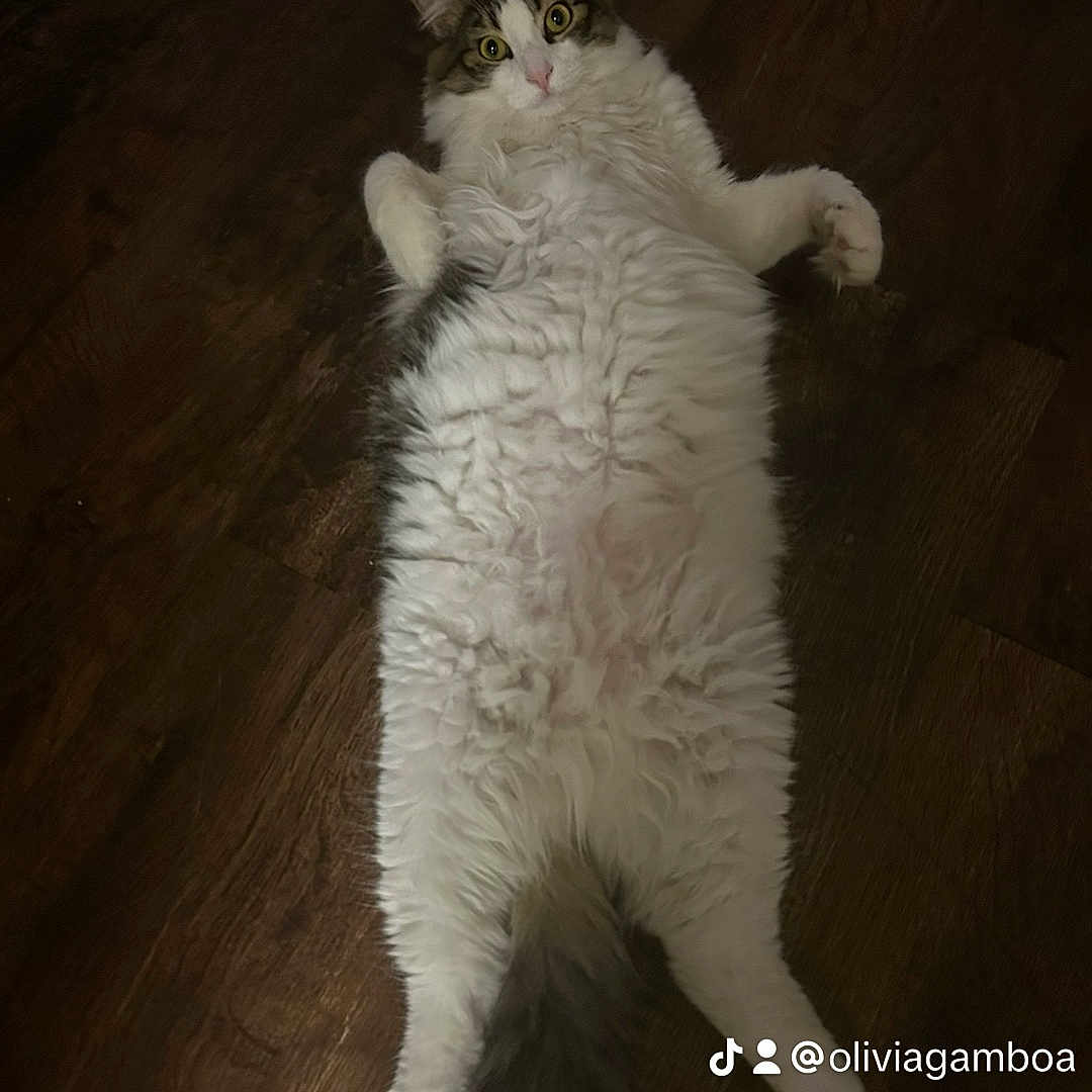 Zuz joined the competition — help win amazing prizes! cat, fluffy, lying_down, wooden_floor, pet, indoor, curious, white_fur, gray_fur, playful, animal, wide_eyes, relaxed, cute, domestic_cat, flooring, fur, whiskers, four_legs, tail