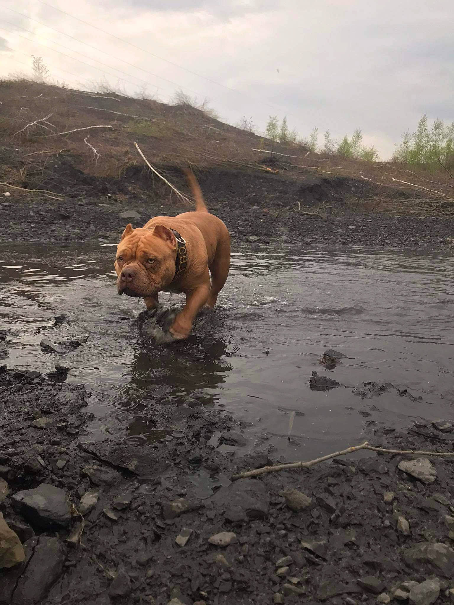 Chana a rejoint le concours — aidez-le/la à gagner de superbes lots ! beach, body_of_water, canidae, carnivore, cloud, dog, dog_breed, fawn, landscape, liquid, ocean, rock, sand, sky, soil, sporting_group, tail, terrestrial_animal, water, working_animal